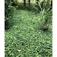 爬山虎批發(fā)基地價(jià)格 爬山虎藤本植物
