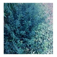 大量供應扶芳藤