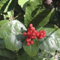 批發(fā)銷售-草珊瑚-萬芳園藝