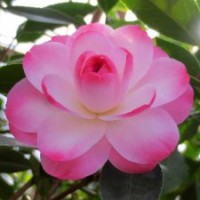 【迷茫春天】茶花 鮮花園藝 花卉盆栽 陽臺客廳植物 太極花木苗場
