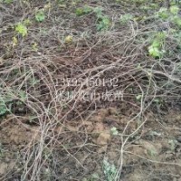 河北省爬山虎苗 價(jià)格 數(shù)量大 品相好