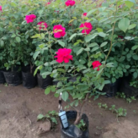 薔薇苗