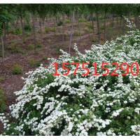 江蘇大量供應(yīng)美麗繡線菊 低價苗圃直銷