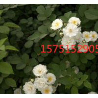 低價(jià)出售薔薇苗價(jià)格_十萬(wàn)畝直供_栽活再付款