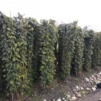 油麻藤工程苗子批發(fā)基地價格