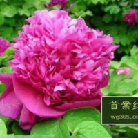 各種牡丹
