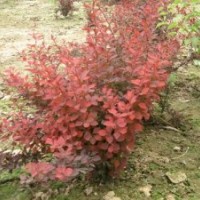 供應紅葉小檗