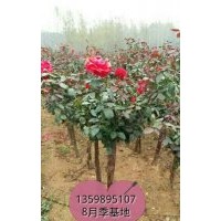 供，五葉地錦，凌霄，紫騰，爬墻刺梅，常青騰
