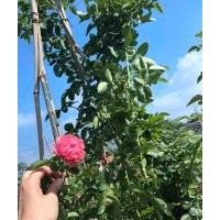 產(chǎn)地直銷藤本月季大苗，全國(guó)送貨