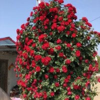 大量供應新品魯碩紅多季紅花薔薇