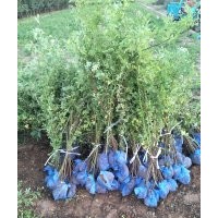 叢生薔薇，藤本月季（帶盆），爬山虎（帶盆）低價出售