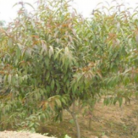 江蘇大量供應(yīng)紅花碧桃 低價批發(fā)