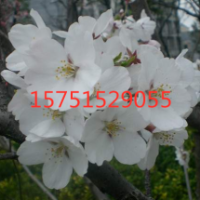 染井吉野櫻花低價供應(yīng) 苗圃直銷