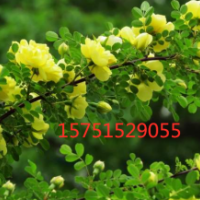 江蘇大量供應(yīng)刺玫 低價批發(fā)