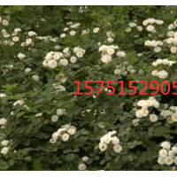 江蘇哪里有密刺薔薇 低價供應(yīng) 苗圃直銷