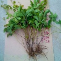 爬山虎小苗價(jià)格