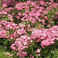 豐花月季_豐花月季價格_優(yōu)質(zhì)豐花月季批發(fā)/采購