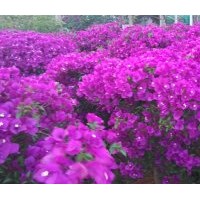 葉子花（亞蘭/紫羅蘭色）
