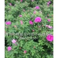 供應(yīng)月季批發(fā)價格