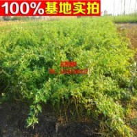 爬墻梅 藤本月季 全國苗木培育