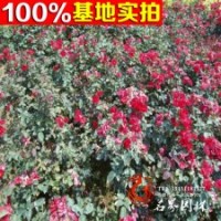 供應(yīng)豐花月季、紅帽月季、黃帽月季、曼海姆月季