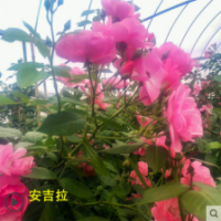 安吉拉月季花苗