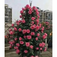 粉色達芬奇