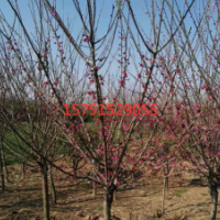 紅梅基地直銷2-10公分，售價低、貨源