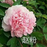 牡丹