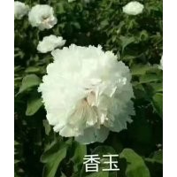 牡丹
