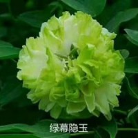 觀賞牡丹