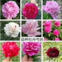 牡丹