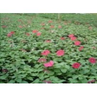 供應(yīng)金盞菊、萬壽菊、矮牽牛、一串紅等時令草花