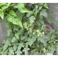 特價(jià)供應(yīng)優(yōu)質(zhì)苗木爬山虎