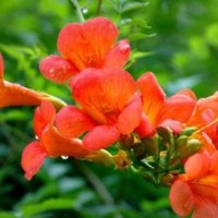 五葉地錦，金銀花，凌霄