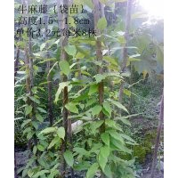 出售油麻藤【袋苗】