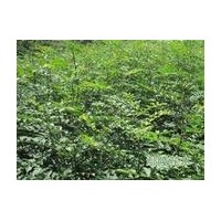 供應花椒苗 山西花椒苗 芍藥苗