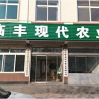 供應(yīng)金銀花苗 全蕾金銀花苗