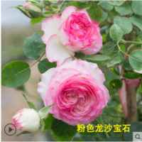 粉色龍沙寶石