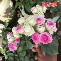 大量供應月季花苗藤小伊