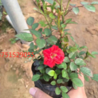 沭陽大型苗圃微型月季供應(yīng) 量大