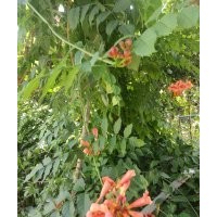 爬山虎，常青騰，凌霄，紫藤，騰本月季