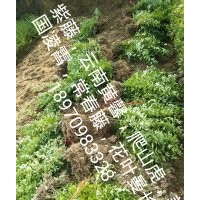 南昌迎春花小苗，江西省云南黃馨價(jià)格，南昌迎春苗農(nóng)民專業(yè)合作社
