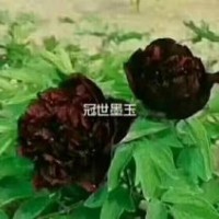 觀賞牡丹，觀賞芍藥，牡丹分為九大色，白色，粉色，粉藍(lán)色，紅色