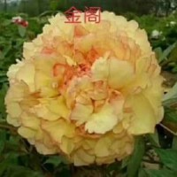 牡丹