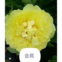 觀賞牡丹