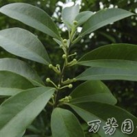 批發(fā)銷售-山蒼子-萬芳園藝