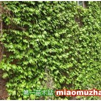 爬山虎