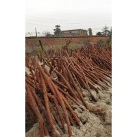 大量供應紅皮刺藤（2天）1000根 3公分12元/ 4公分16元/ 5公分26