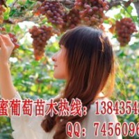 寒香蜜葡萄苗 蜂蜜香水葡萄苗 葡萄新品種